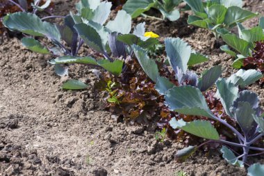 Haziran ayında Güney Almanya çok güneşli bir günde gördüğünüz sebze ve salata ve kırsal kesimde açık dünya üzerindeki çiçekler