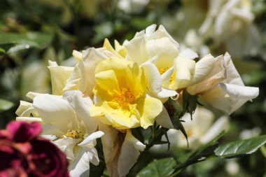 roseplants yaşlı ağaçları özel güzel renkleri