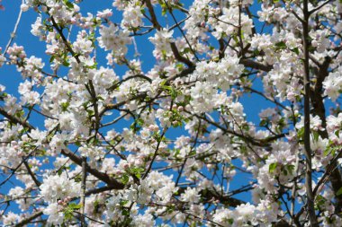 Elma ağaçlarının mevsimlik renklerle Bloom görünümü