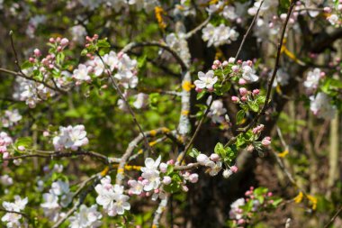 Bahar beyaz çiçek açan elma ağaçlarında.