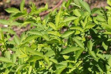 Haziran ayında Güney Almanya çok güneşli bir günde kırsal etrafında otlar ve bitkiler gölgesinden bir manastır bölgesinde Bahçe dolu ağaçları Bkz:
