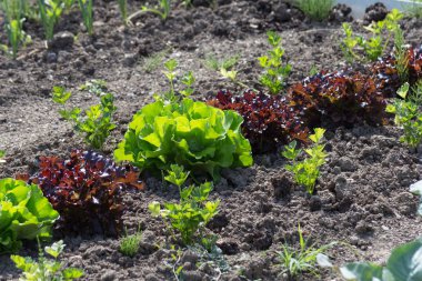 Haziran ayında Güney Almanya çok güneşli bir günde gördüğünüz sebze ve salata ve kırsal kesimde açık dünya üzerindeki çiçekler