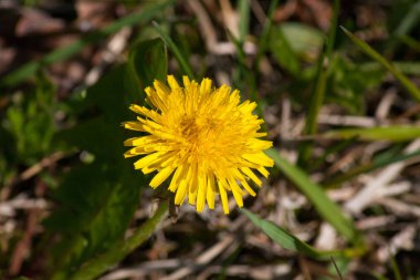 Mevsimlik bahar renklerinin ile çiçek açan bitkiler.