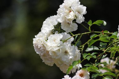 roseplants yaşlı ağaçları özel güzel renkleri