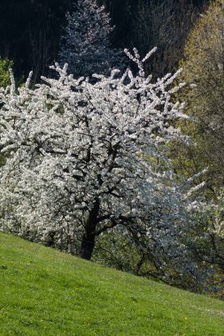 Güney Alman kırsal kesimde taze çiçek açan ağaçlar.