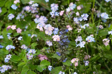 aerly yaz aylarında Güney Almanya çim, ağaçlar, bitkiler ve çiçek açması yeşil bahçe park açık renkli çiçeklenir tarihsel bir şehirde