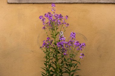Kırsal bahçesinde taze otlar.