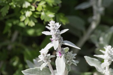Sen görmek detayları ve çiftlik evinin Bahçe ambiente yazlık ülke çiçek renkleri harika turuncu kırmızı ve pembe ve mavi renkler ile Haziran ayında Güney Almanya çok güneşli bir günde