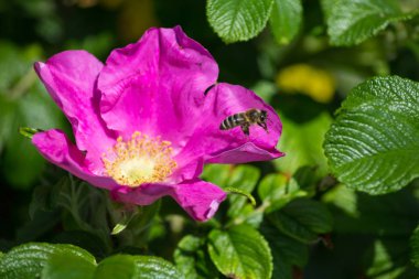 çok güneşli Güney Almanya'da çiçek hibiskus güçlü hafifleyen renk izlenim arılar bal çiçek için besleyici ile görebilirsiniz ve tüm çiçekler güzellik pembe