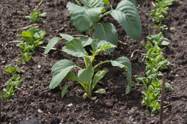 Haziran ayında Güney Almanya çok güneşli bir günde gördüğünüz ayrıntıları ve renk sebze ve salata ve vejetaryen yiyecekler