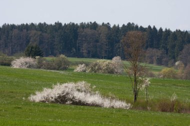 Güney Alman kırsal kesimde taze çiçek açan ağaçlar.