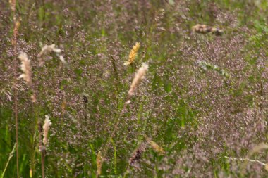 Haziran ayında Güney Almanya çok güneşli bir günde gül görmek ve pembe mor colord çim alan Mısır arka planda önce ayrıntılı ve rüzgar hareketinin etkisi için Keskinliği Azaltma çim