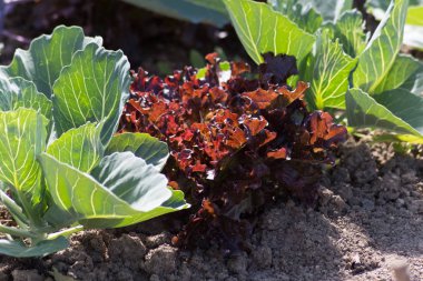 Haziran ayında Güney Almanya çok güneşli bir günde gördüğünüz sebze ve salata ve kırsal kesimde açık dünya üzerindeki çiçekler