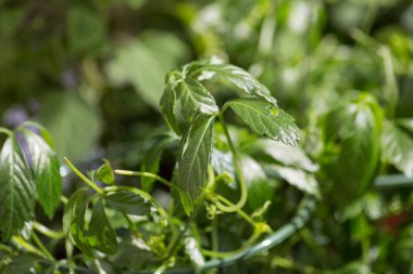 Kırsal bahçesinde taze otlar.