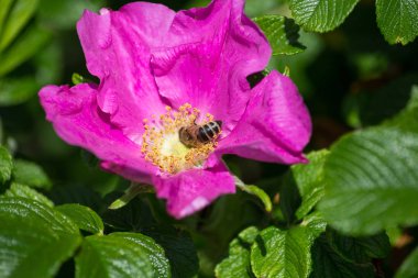 çok güneşli Güney Almanya'da çiçek hibiskus güçlü hafifleyen renk izlenim arılar bal çiçek için besleyici ile görebilirsiniz ve tüm çiçekler güzellik pembe