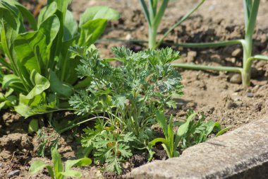 Haziran ayında Güney Almanya çok güneşli bir günde salata ve kırsal kesimde açık kahverengi dünya üzerindeki çiçekler gibi yeşil bitkiler görmek