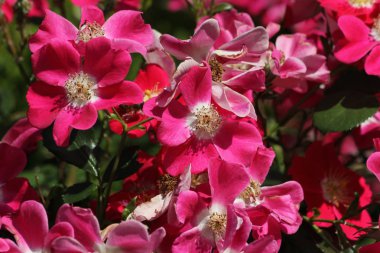 Haziran ayında Güney Almanya çok güneşli bir günde gül pembe, kırmızı, sarı, beyaz ve turuncu gibi birçok renkte görmek