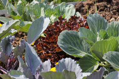 Haziran ayında Güney Almanya çok güneşli bir günde salata ve kırsal kesimde açık kahverengi dünya üzerindeki çiçekler gibi yeşil bitkiler görmek