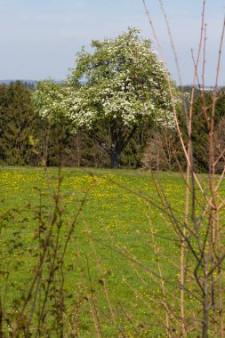 Güney Alman kırsal kesimde taze çiçek açan ağaçlar.