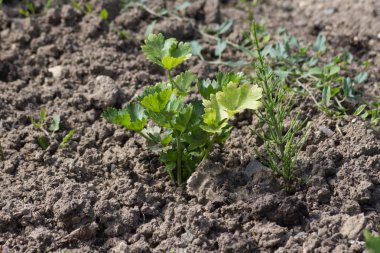 Haziran ayında Güney Almanya çok güneşli bir günde gördüğünüz sebze ve salata ve kırsal kesimde açık dünya üzerindeki çiçekler