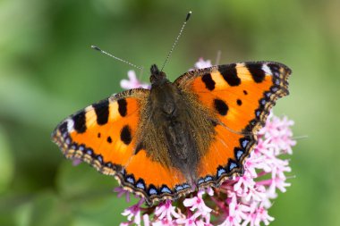 Haziran ayında Güney Almanya çok güneşli bir günde gördüğünüz ayrıntıları ve güçlü yeşil arka plan bahçe bitkileri ile gül veya pembe çiçeği üzerinde renkli kelebekler