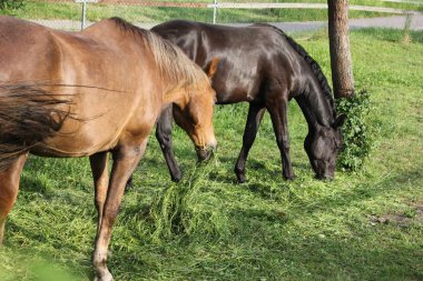 çok güneşli bir akşam Güney Almanya'da sen Tay siyah ve kahverengi renkte yaklaşık bir yaşta bir ya da iki yıl görebilir miyim