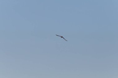 yüksek güney Almanya kırsal kırsal kesimde derin mavi gökyüzü üzerinde uçan bir yırtıcı kuş