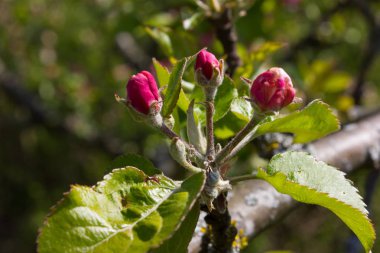 elma çiçeği masmavi gökyüzü altında tek bir ağaç üzerinde yağmur sonra güneşli bir benzersiz renkler