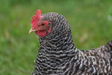 çok şanslı yeşil çim üzerinde tavuk arıyor Doğu Güney Almanya'da