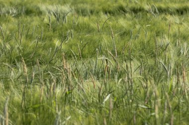 çok güneşli Güney Almanya'da sen kırpma tahıl ve tahıl büyüme yeşil renk ve mavi gökyüzü yukarıda olduğu gibi erken stadyumda bitkilerin görebilir miyim