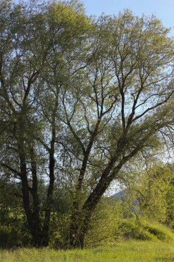 bir çok güzel bir güneşli gün ucunda Güney Almanya'da berrak mavi gökyüzünün ve yeni çim ve ağaçların yaprakları çok parlak ve renkli görünebilir