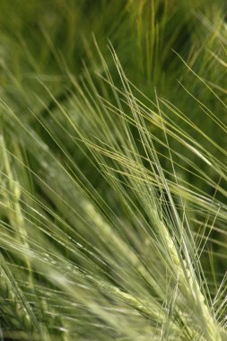 çok güneşli Güney Almanya'da sen kırpma tahıl ve tahıl büyüme yeşil renk ve mavi gökyüzü yukarıda olduğu gibi erken stadyumda bitkilerin görebilir miyim