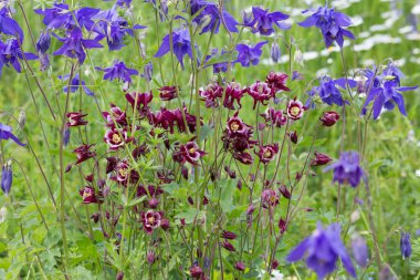 aerly yaz aylarında Güney Almanya çim, ağaçlar, bitkiler ve çiçek açması yeşil bahçe park açık renkli çiçeklenir tarihsel bir şehirde