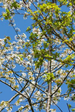 Görünüm üzerinde elma ağaçlarının mavi gökyüzü arka plan üzerinde beyaz ve yeşil çiçek
