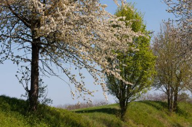 Güney Alman kırsal kesimde taze çiçek açan ağaçlar.