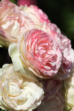 roseplants yaşlı ağaçları özel güzel renkleri