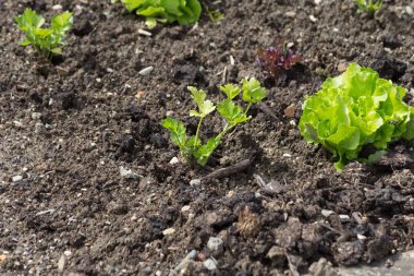Haziran ayında Güney Almanya çok güneşli bir günde gördüğünüz ayrıntıları ve renk sebze ve salata ve vejetaryen yiyecekler