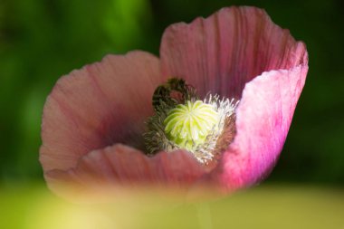 Haziran ayında Güney Almanya çok güneşli bir günde kırsal etrafında otlar ve bitkiler gölgesinden bir manastır bölgesinde Bahçe dolu ağaçları Bkz: