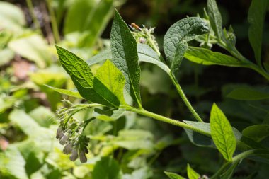 Haziran ayında Güney Almanya çok güneşli bir günde kırsal etrafında otlar ve bitkiler gölgesinden bir manastır bölgesinde Bahçe dolu ağaçları Bkz:
