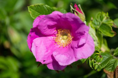 çok güneşli Güney Almanya'da çiçek hibiskus güçlü hafifleyen renk izlenim arılar bal çiçek için besleyici ile görebilirsiniz ve tüm çiçekler güzellik pembe