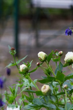 aerly yaz aylarında Güney Almanya çim, ağaçlar, bitkiler ve çiçek açması yeşil bahçe park açık renkli çiçeklenir tarihsel bir şehirde