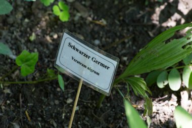 Haziran ayında Güney Almanya çok güneşli bir günde kırsal etrafında otlar ve bitkiler gölgesinden bir manastır bölgesinde Bahçe dolu ağaçları Bkz: