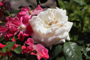 Haziran ayında Güney Almanya çok güneşli bir günde gül pembe, kırmızı, sarı, beyaz ve turuncu gibi birçok renkte görmek