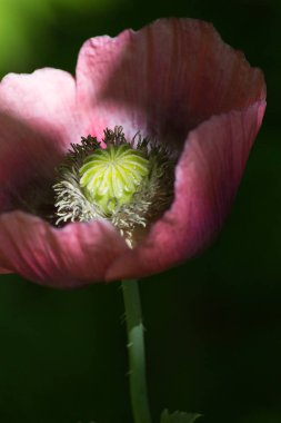 Haziran ayında Güney Almanya çok güneşli bir günde kırsal etrafında otlar ve bitkiler gölgesinden bir manastır bölgesinde Bahçe dolu ağaçları Bkz: