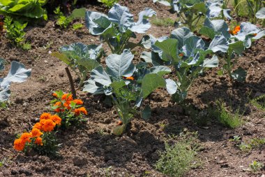 Haziran ayında Güney Almanya çok güneşli bir günde salata ve kırsal kesimde açık kahverengi dünya üzerindeki çiçekler gibi yeşil bitkiler görmek