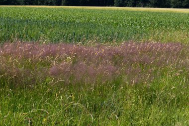 Haziran ayında Güney Almanya çok güneşli bir günde gül ve pembe mor colord çim alan Mısır arka planda önce ayrıntılı görmek