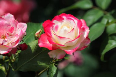 roseplants yaşlı ağaçları özel güzel renkleri