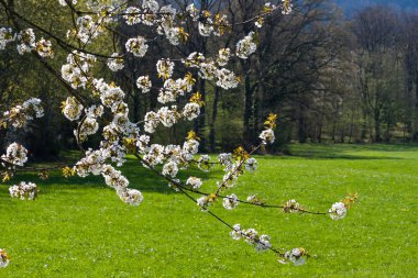 Bahar beyaz çiçek açan elma ağaçlarında.