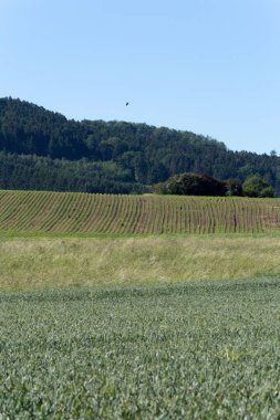 Haziran ayında Güney Almanya çok güneşli manzara mavi yaz göğün ve mısır tarlası altın yeşil mısır ve yanında ağaçlar altında görmek