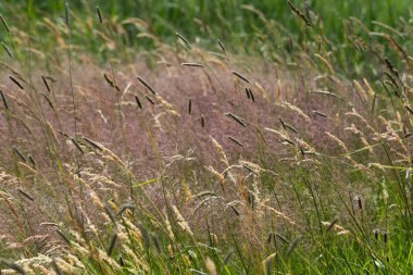 Haziran ayında Güney Almanya çok güneşli bir günde gül ve pembe mor colord çim alan Mısır arka planda önce ayrıntılı görmek